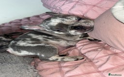 French Bulldog dogs for sale: Tri-colour Blue Merle Frenchie pups - Image 17