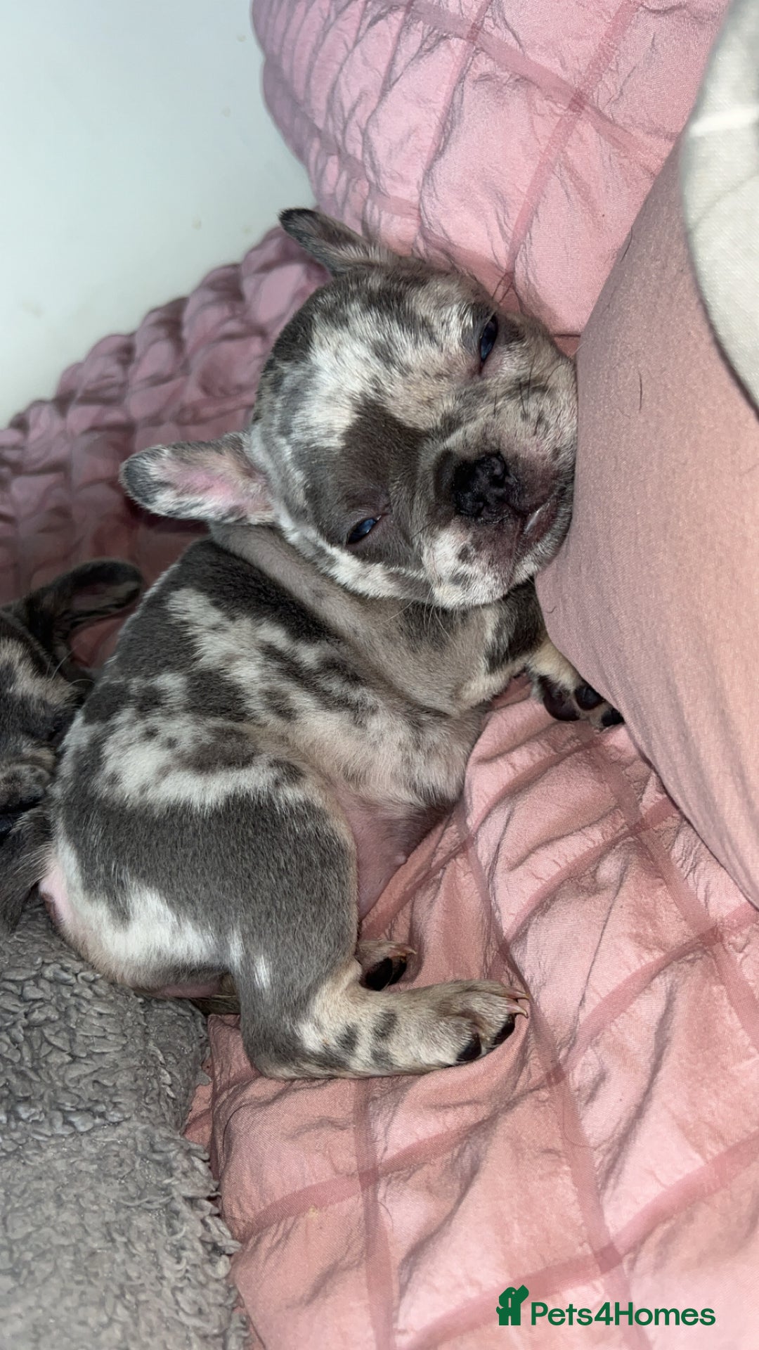French Bulldog dogs for sale: Tri-colour Blue Merle Frenchie pups - Image 17