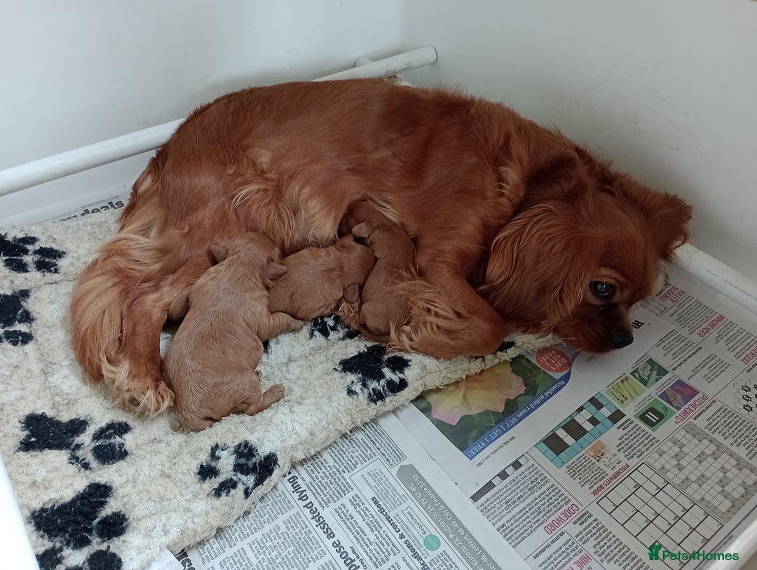 Cavapoo dogs for sale: Gorgeous Red F1 Cavapoo Puppies With H/T Parents - Image 12