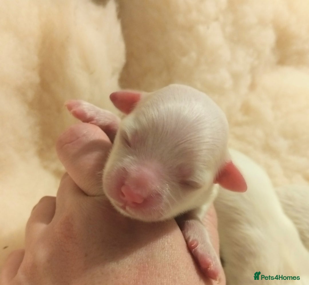 Maltese dogs for sale: Beautiful Maltese Puppies Hypoallergenic  - Advert 4