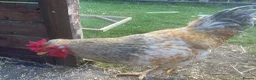 Mixed Breed livestock for sale: Half Brahma Cockeral for sale  in South Croydon - Advert 3