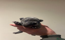 French Bulldog dogs for sale: 4 French bulldogs 2 fluffy - Image 11