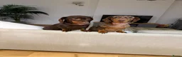 Miniature Dachshund dogs for sale: Mini Dachshunds - Ready for their forever homes in Peterborough - Advert 6