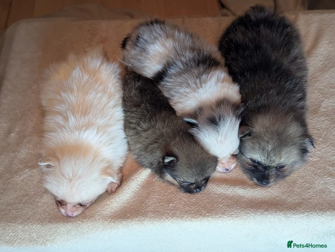 Pomeranian dogs for sale: 🐾 Adorable Merle Pomeranian Puppies for Sale 🐾 - Advert 34
