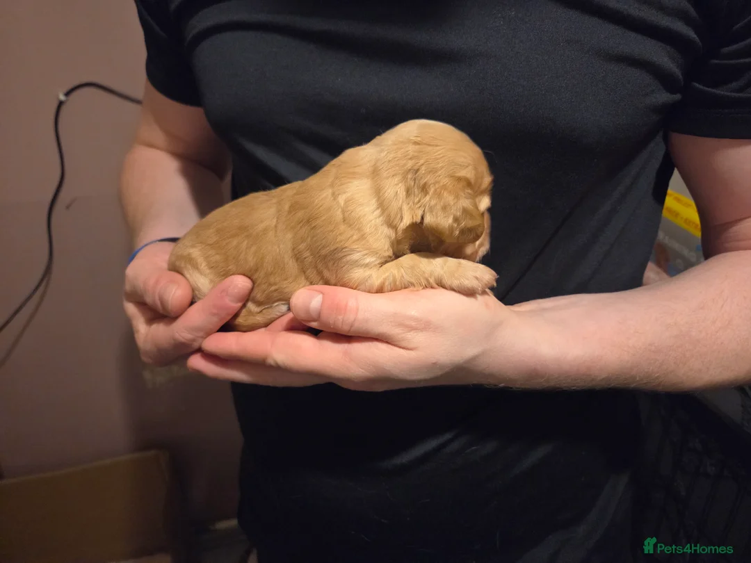 Cocker Spaniel dogs for sale: 8 Beautiful KC Reg Cocker Spaniel Puppies - Advert 20