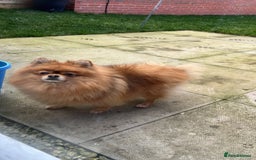 German Spitz dogs for sale: KC Reg Show Type German Spitz (Klein) For Sale. - Image 22