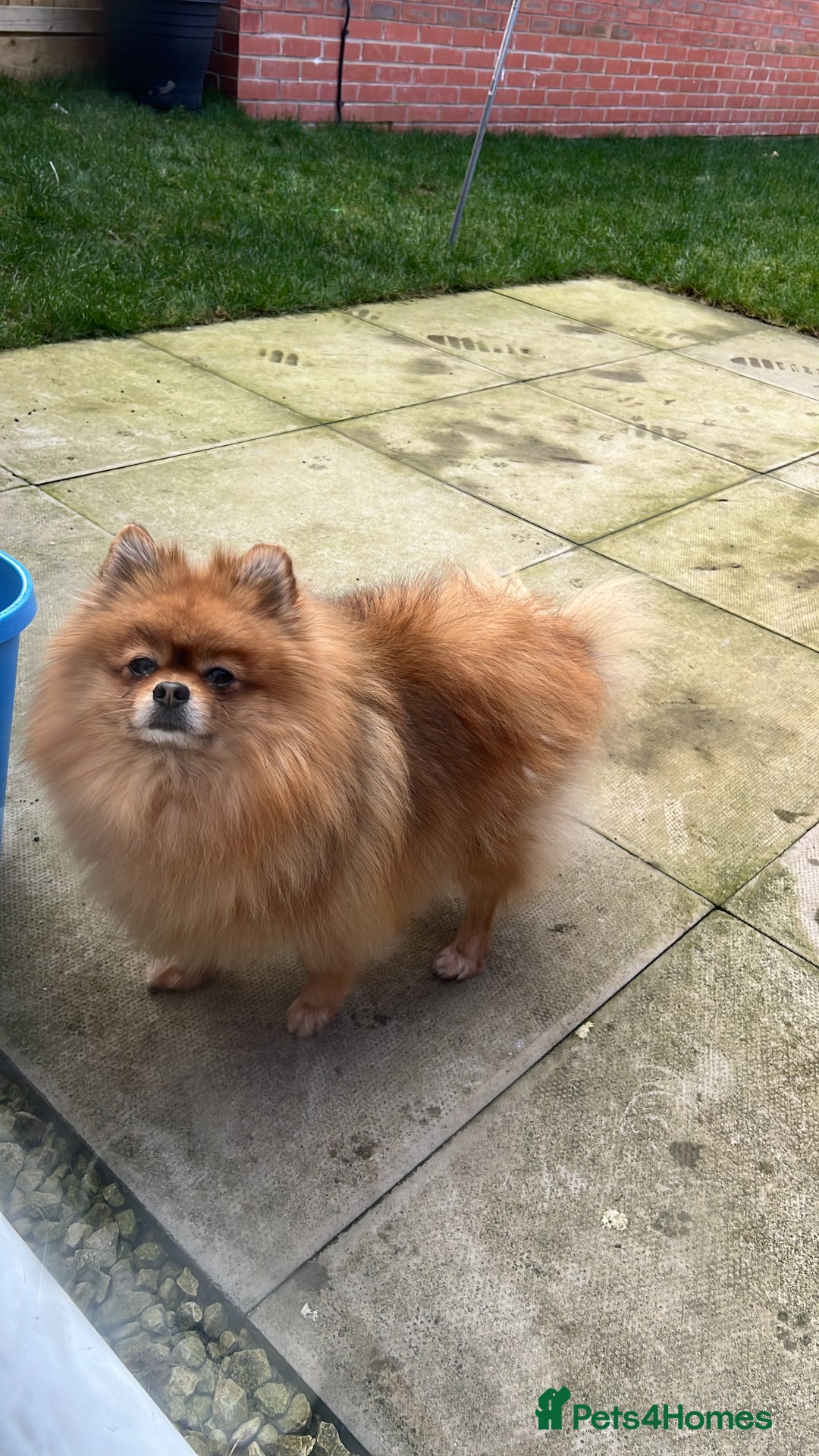German Spitz dogs for sale: KC Reg Show Type German Spitz (Klein) For Sale. - Image 22