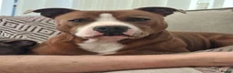 Staffordshire Bull Terrier dogs for sale: Beautiful Blue /Red Staffie  - Advert 20