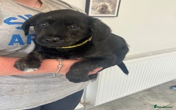 Mixed Breed dogs for sale: Gorgeous golden retriever mix litter - Image 10