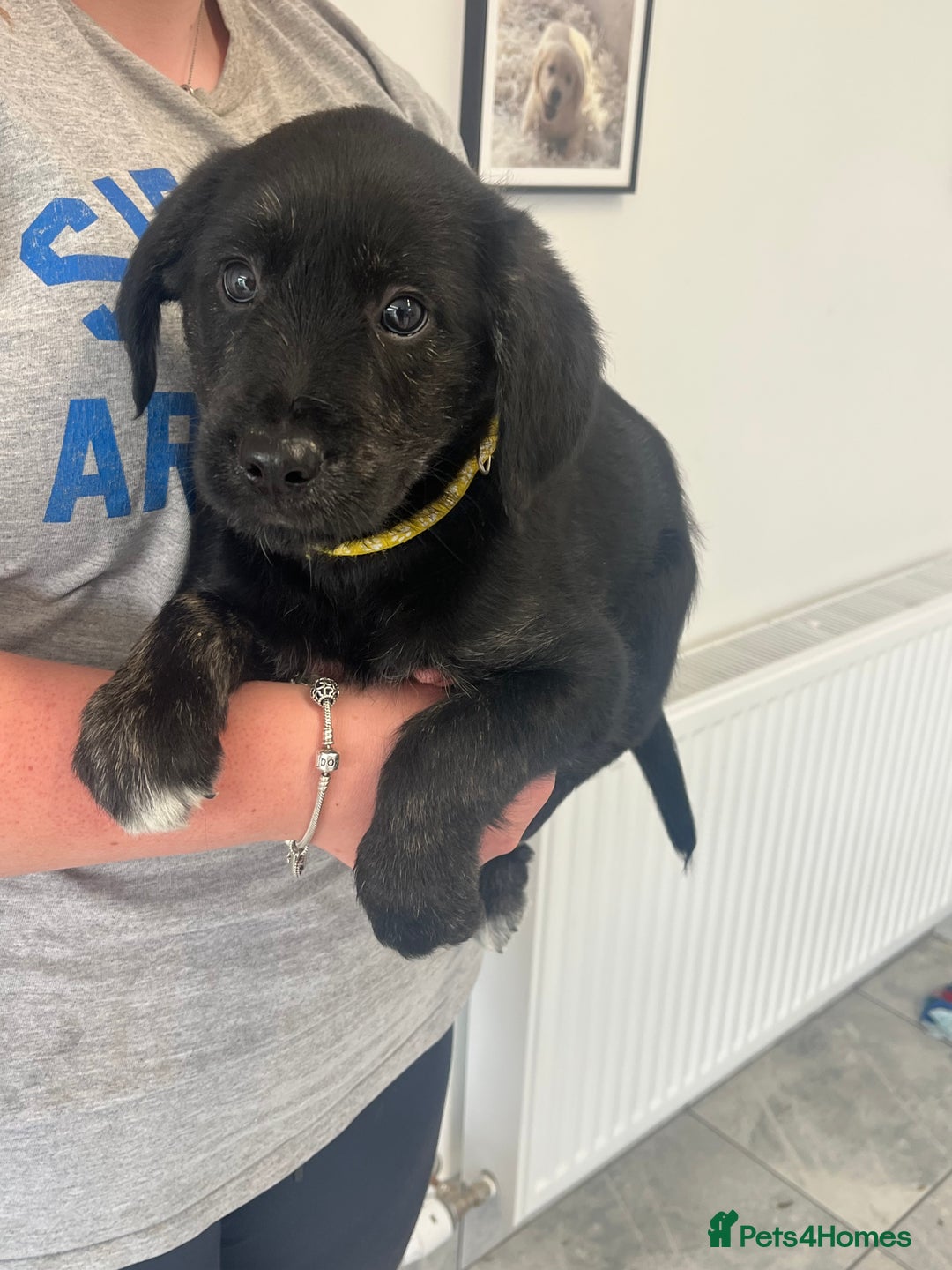 Mixed Breed dogs for sale: Gorgeous golden retriever mix litter - Image 10