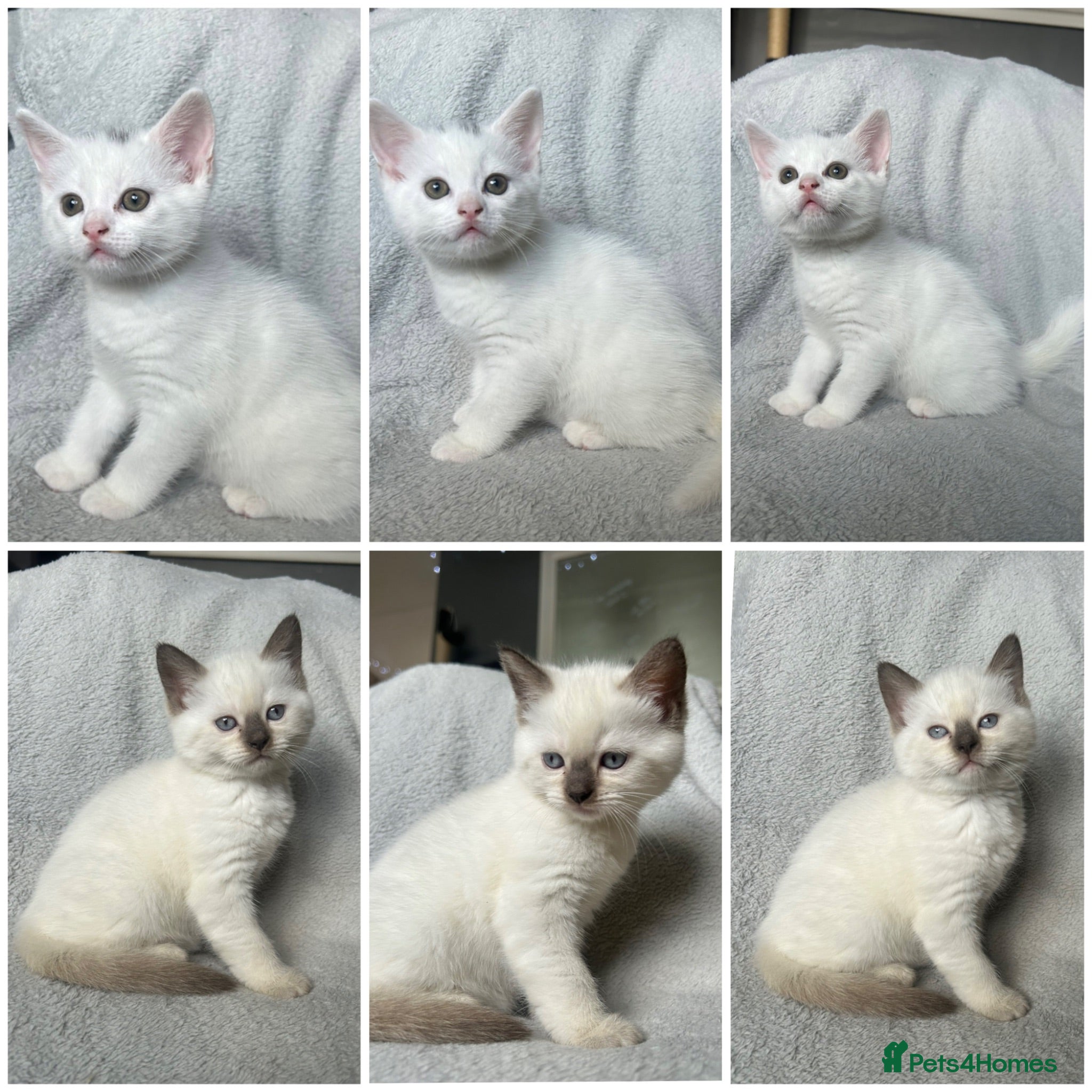 British Shorthair cats Pair of BSH boys ready in one week  - Advert 1