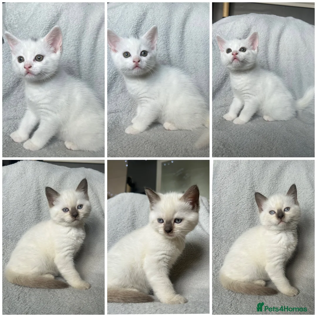 British Shorthair cats for sale: Pair of BSH boys ready in one week  - Advert 1
