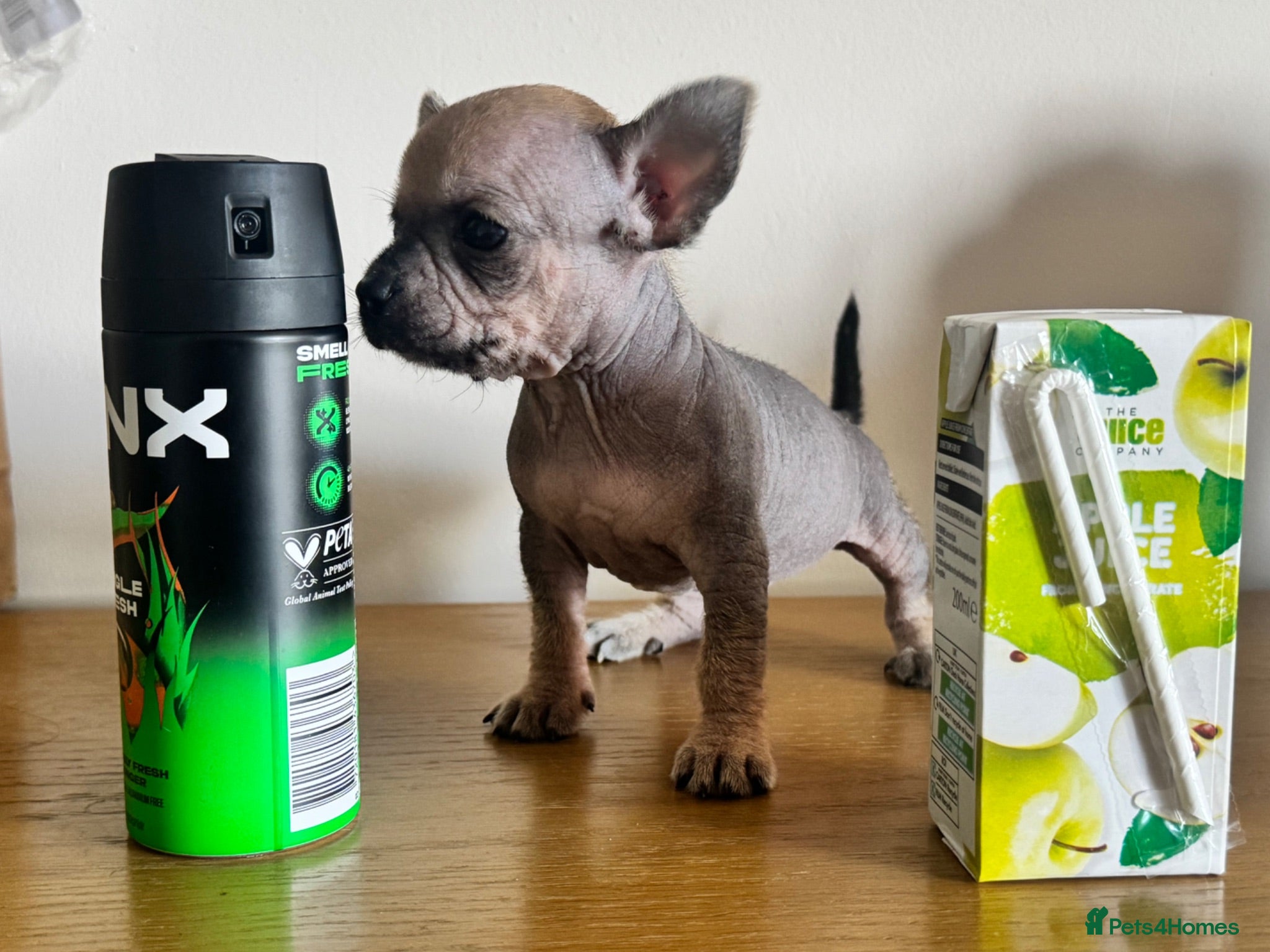 Chihuahua dogs Chihuahua puppies ( hairless ) - Advert 3