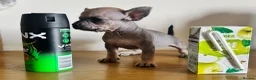 Chihuahua dogs for sale: Chihuahua puppies ( hairless ) - Advert 1