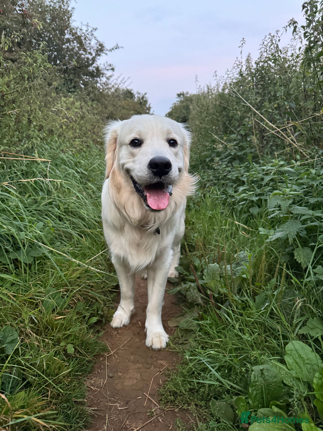 Golden Retriever dogs for stud: Barry - Golden Retriever KC Registered Pedigree  - Advert 3