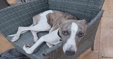 Whippet dogs - Advert 10