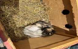 Guinea Pig rodents for sale: 2 pretty baby guinea pigs looking homes. - Image 6