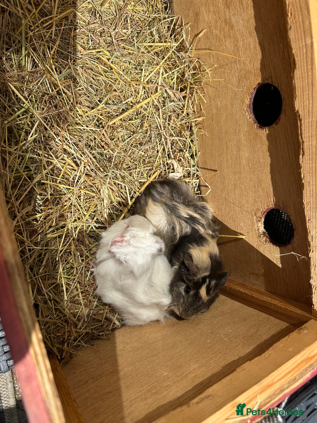 Guinea Pig rodents for sale: 2 pretty baby guinea pigs looking homes. - Image 6
