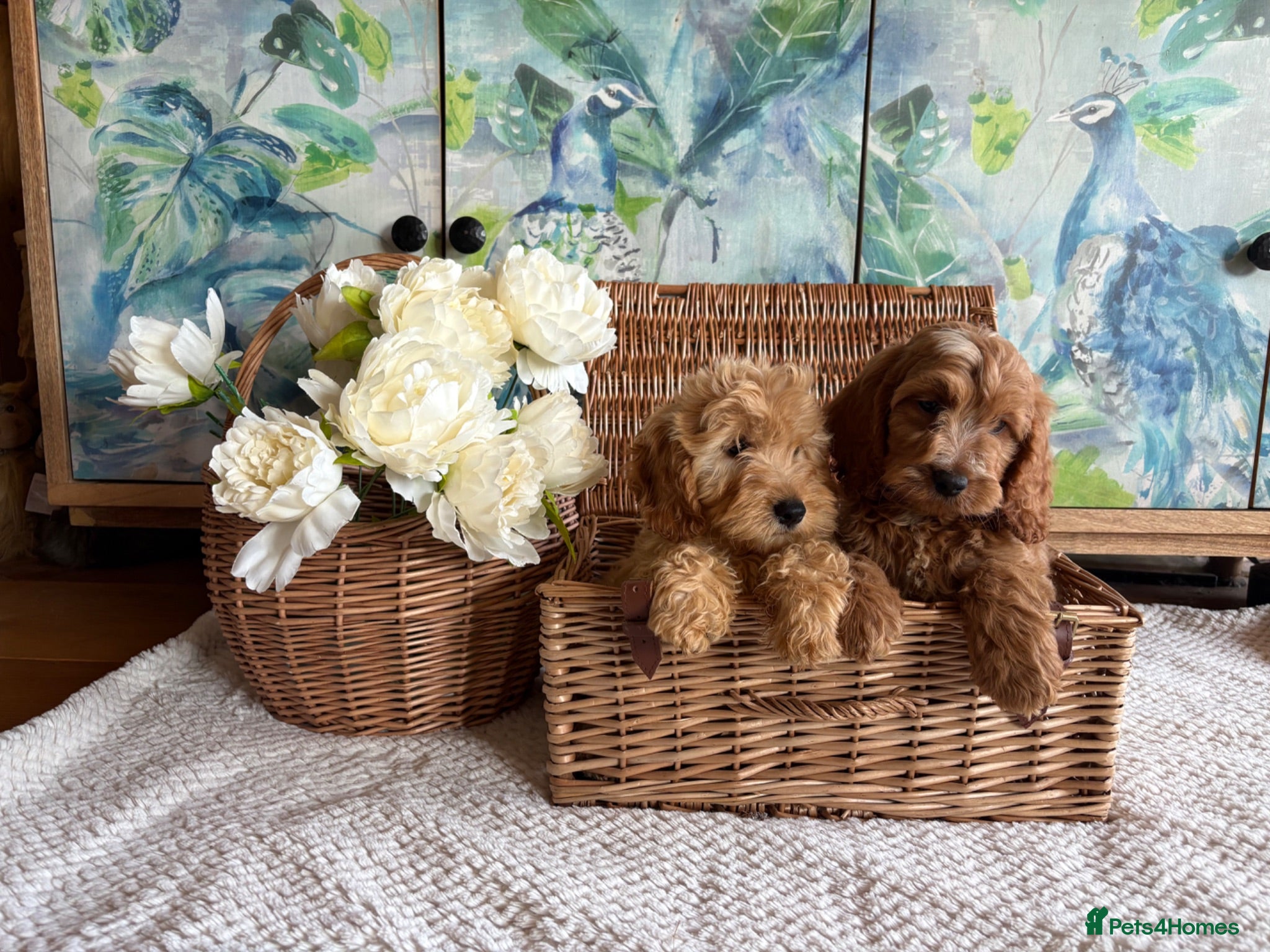 Cockapoo dogs Cockapoo F1 show type pups, PRIZEWINNING LINES  - Advert 1