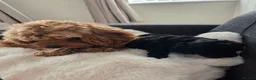 Cavapoo dogs for sale: READY FOR NEW HOME CAVAPOO GIRL - Advert 18