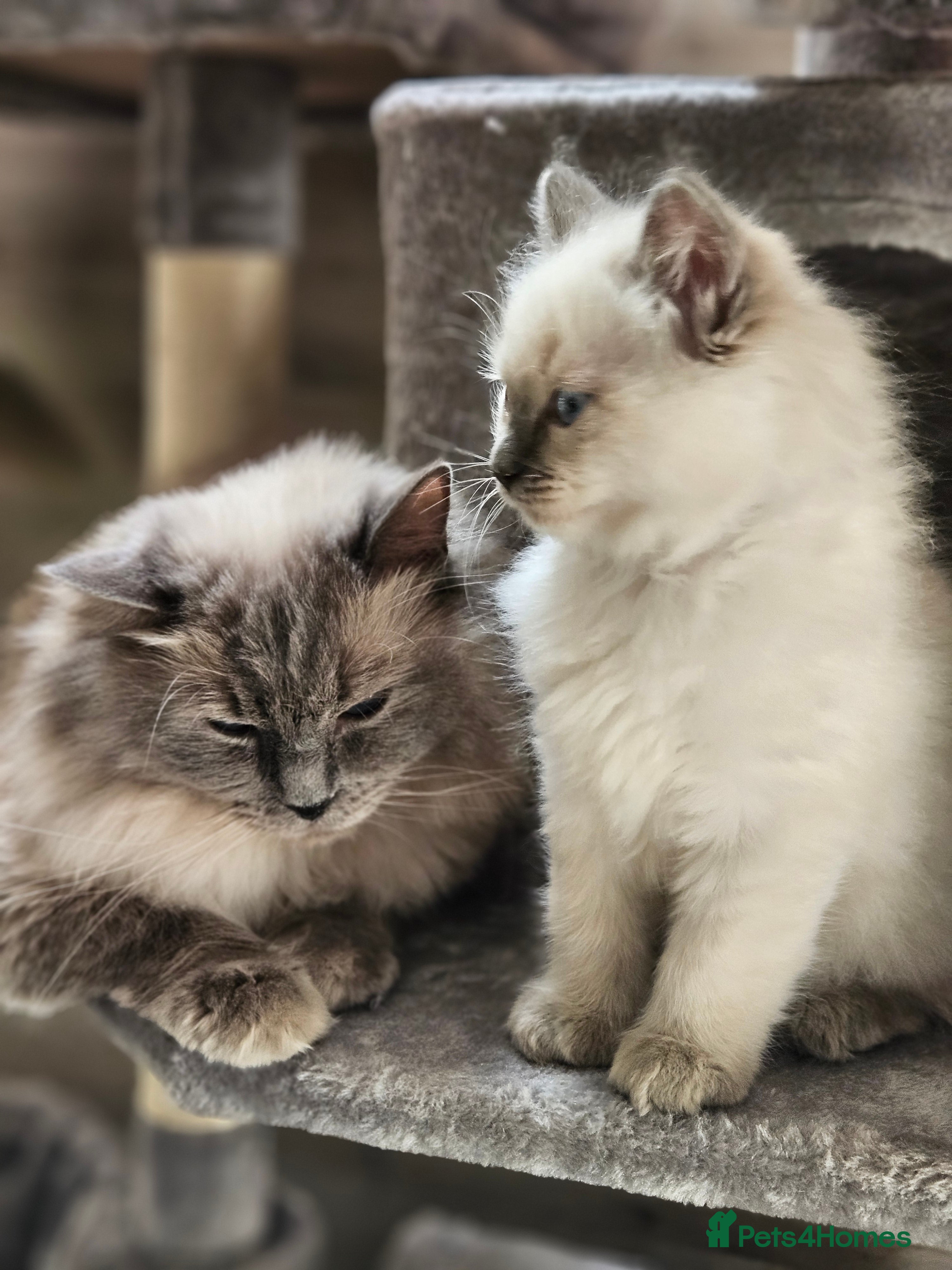 Ragdoll cats Ragdoll Kitten AVALIABLE  - Advert 6
