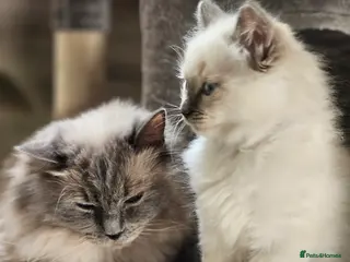 Ragdoll cats Ragdoll Kitten AVALIABLE - Advert 6