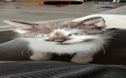 Mixed Breed cats for sale: 2 male kittens - Image 8