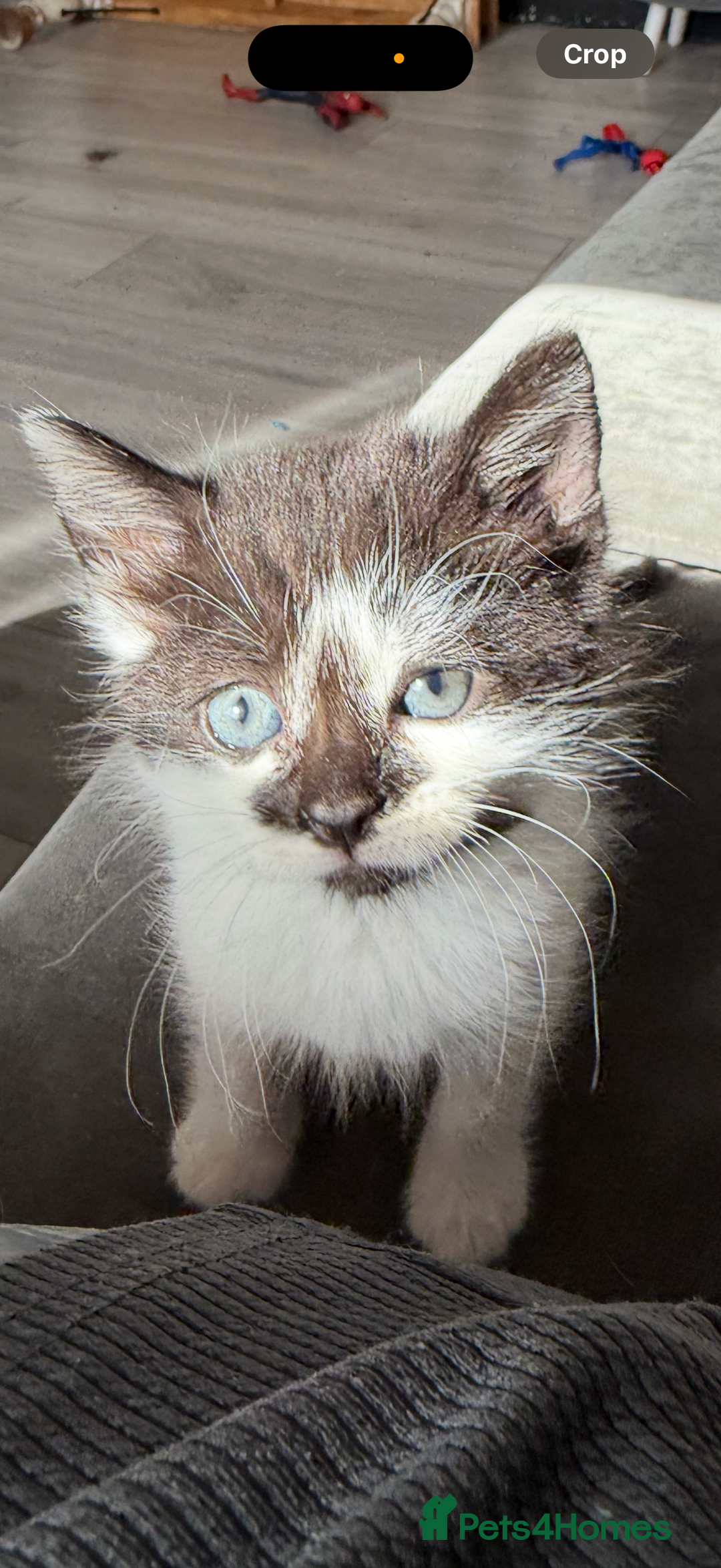 Mixed Breed cats for sale: 2 male kittens - Image 8