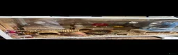 Hamster rodents for sale: Hamster and full set up for sale  - Advert 6