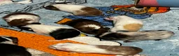Guinea Pig rodents for sale: Baby guinea pigs for sale - Advert 6