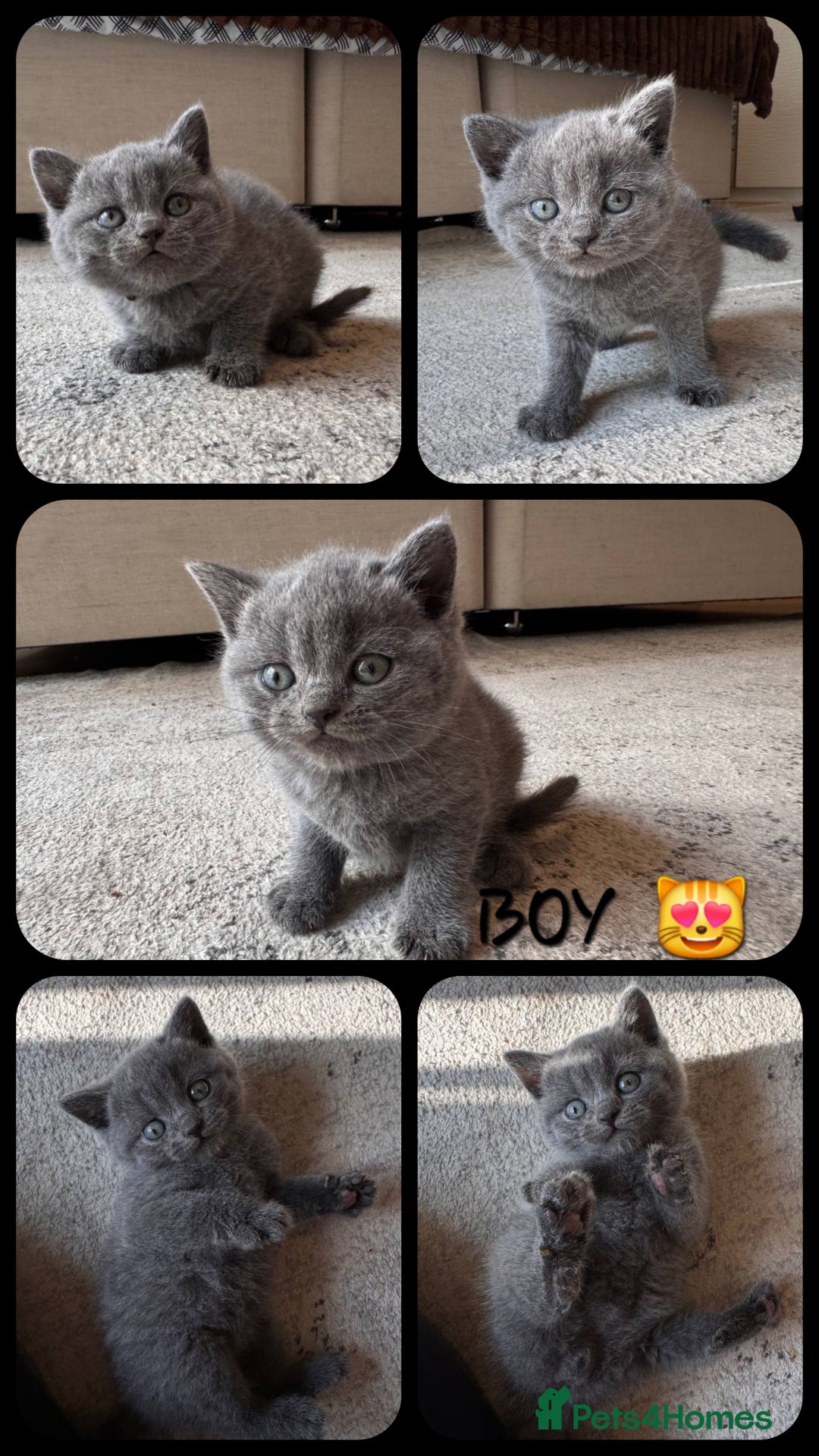Scottish Fold cats for sale: Scottish Fold kittens  - Image 5