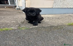 Borador dogs for sale: Borador puppies  - Image 3