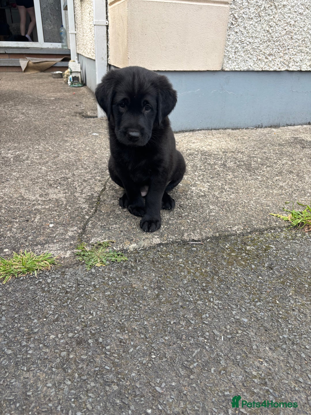 Borador dogs for sale: Borador puppies  - Image 3