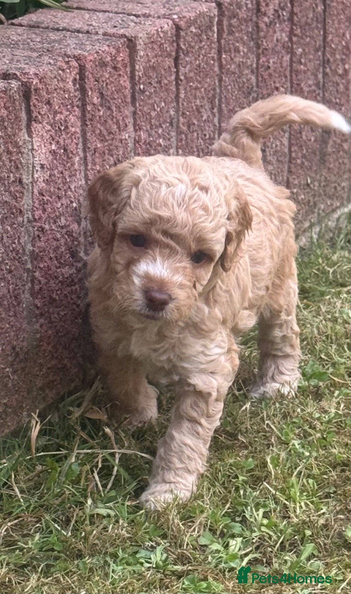 Cockapoo dogs Beautiful F2b Cockapoo puppies - Advert 1