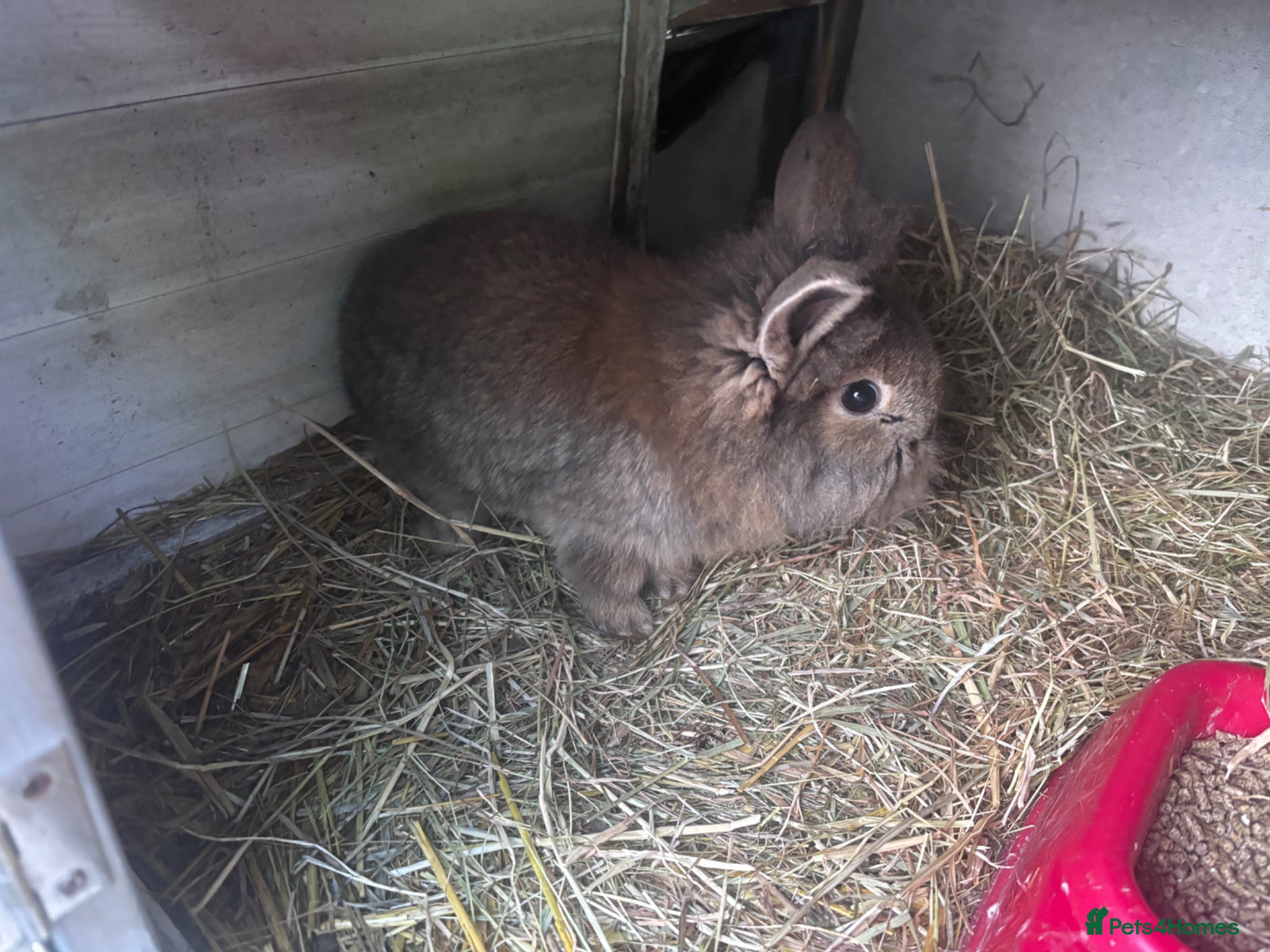 Mini Lion Lop rabbits 2 LEFT!! 3 Beautiful Mini Lionhead Lops £45 EACH - Advert 1