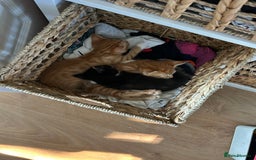 Mixed Breed cats for sale: Only little girl left  - Image 4
