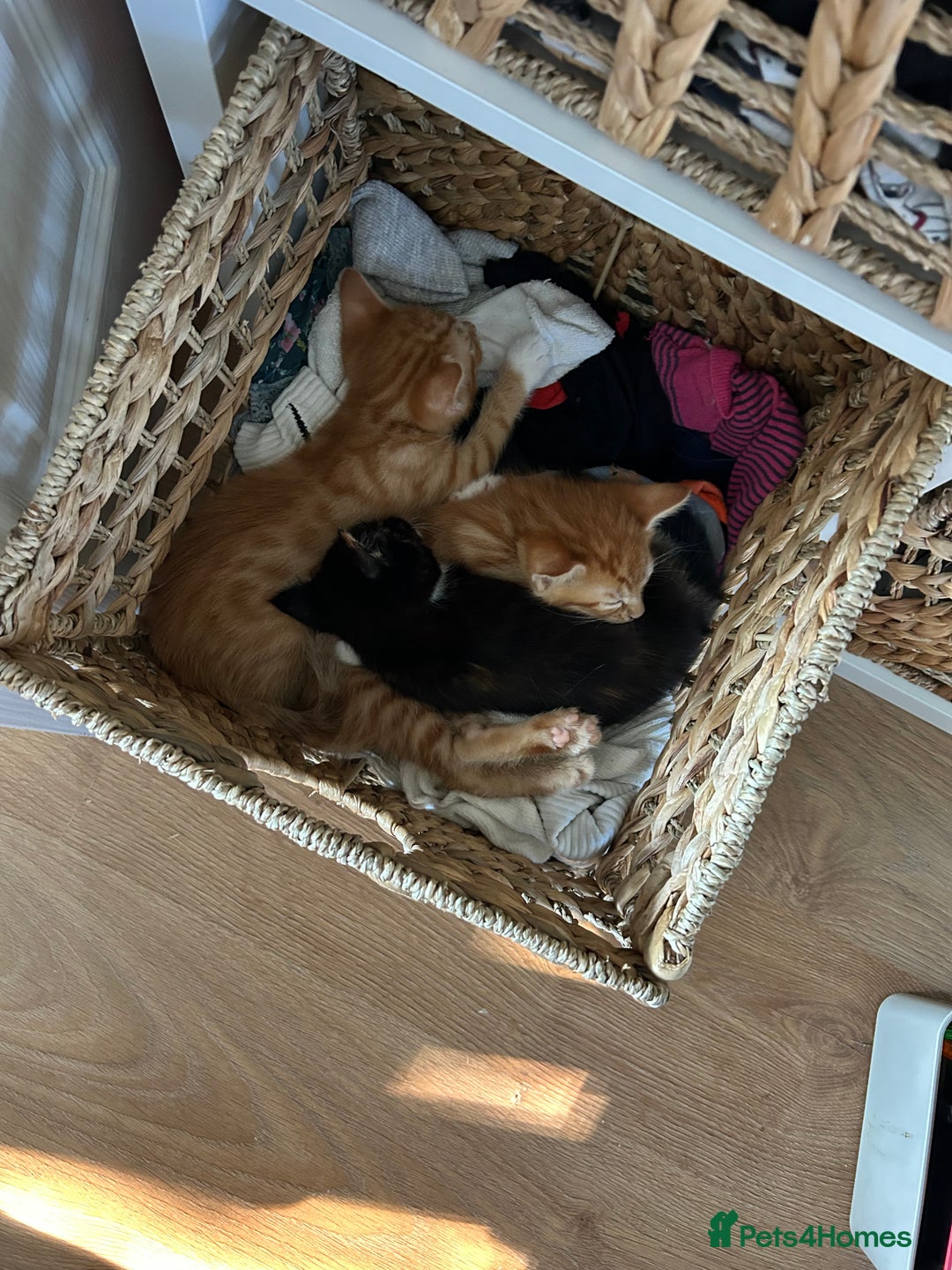 Mixed Breed cats for sale: Only little girl left  - Image 4