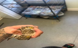 Canaries birds for sale: Mixed canaries for sale! - Image 2