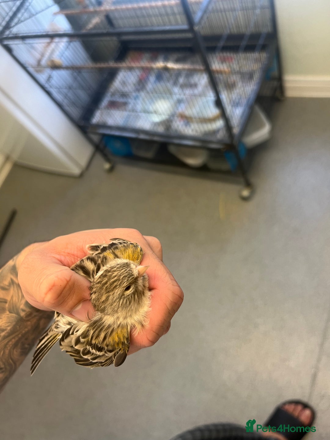 Canaries birds for sale: Mixed canaries for sale! - Image 2