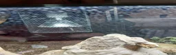 Bearded Dragon reptiles for sale: Bearded Dragon and Complete Vivarium Setup in Yarm - Advert 9