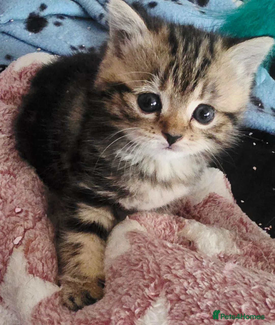 British Shorthair cats for sale: 3 beautiful kittens available - Advert 6