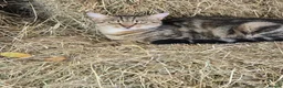Mixed Breed cats for sale: Farm kittens - Advert 14