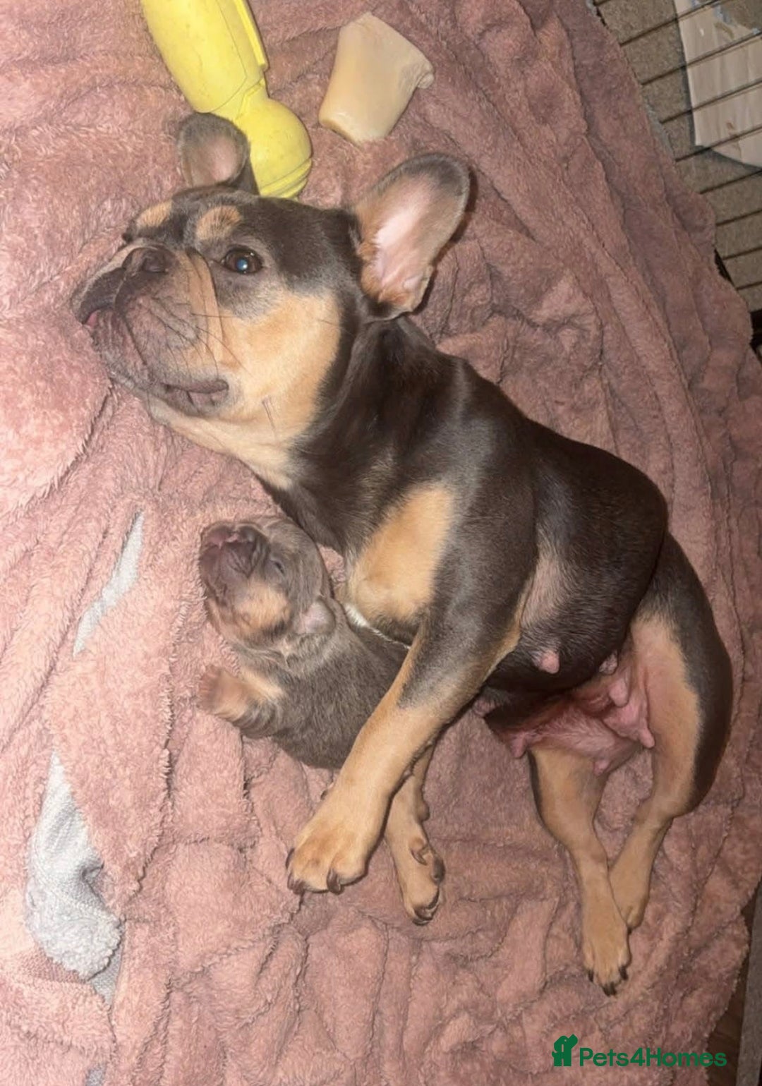 French Bulldog dogs for sale: Fluffy frenchi  - Advert 1