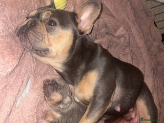 French Bulldog dogs Fluffy frenchi - Advert 2