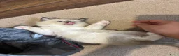 Ragdoll cats for sale: Pure Ragdoll kittens - Advert 29