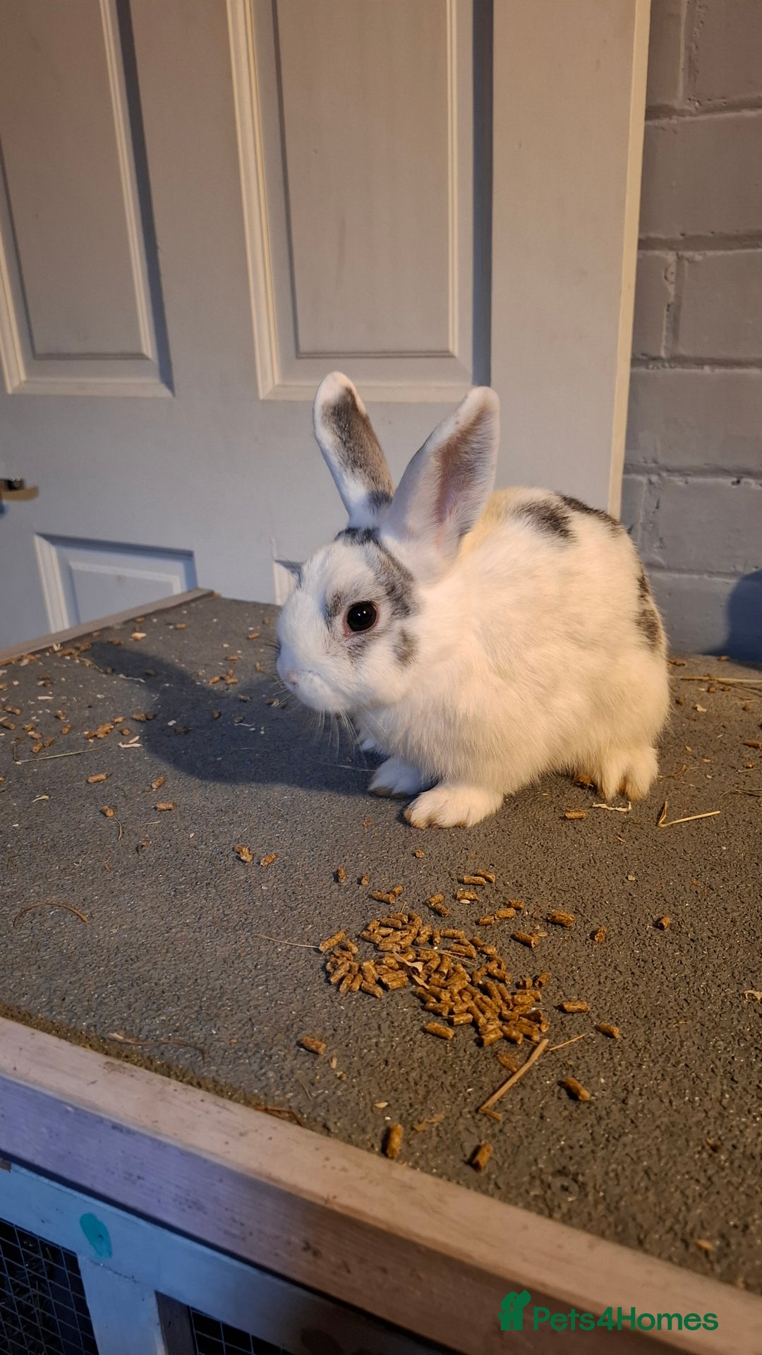 Mixed Breed rabbits for sale: Mini lop and newzealands avaliable  - Image 2
