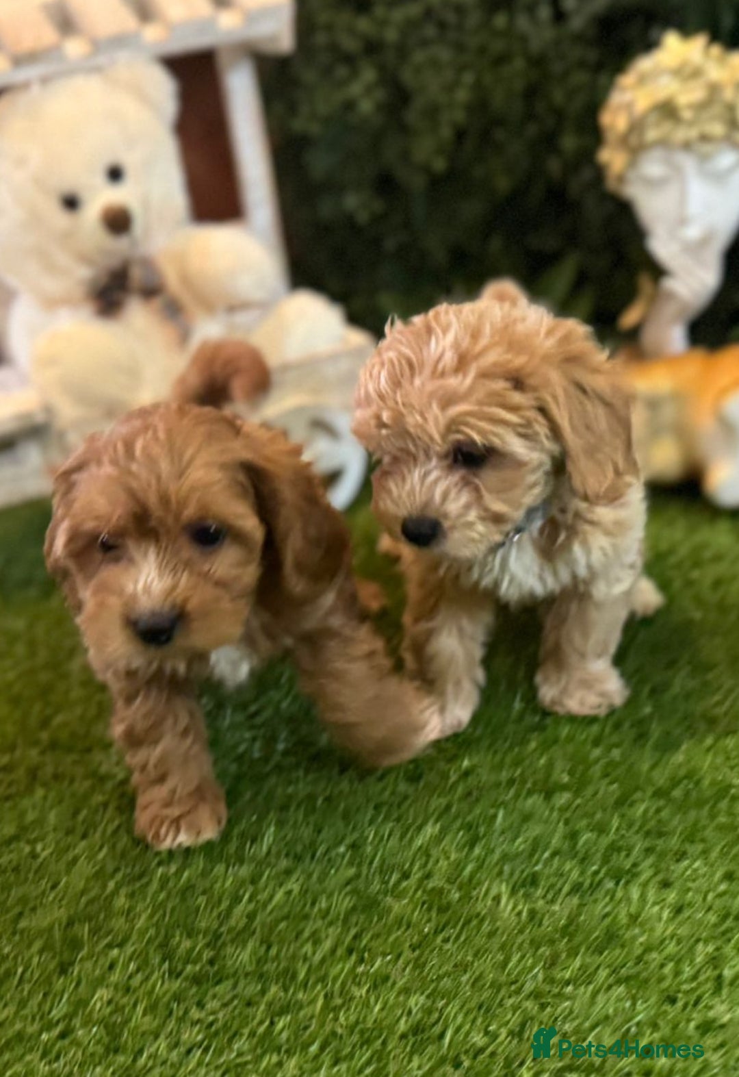 Maltipoo dogs for sale: Beautiful Korean Maltipoo Puppies–3 Girls &2 Boys  - Advert 1