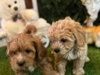 Maltipoo dogs Beautiful Korean Maltipoo Puppies–3 Girls &2 Boys - Advert 1