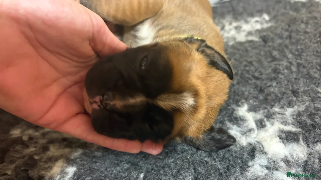 Boxer dogs for sale: Beautiful Boxer Puppies - Advert 15