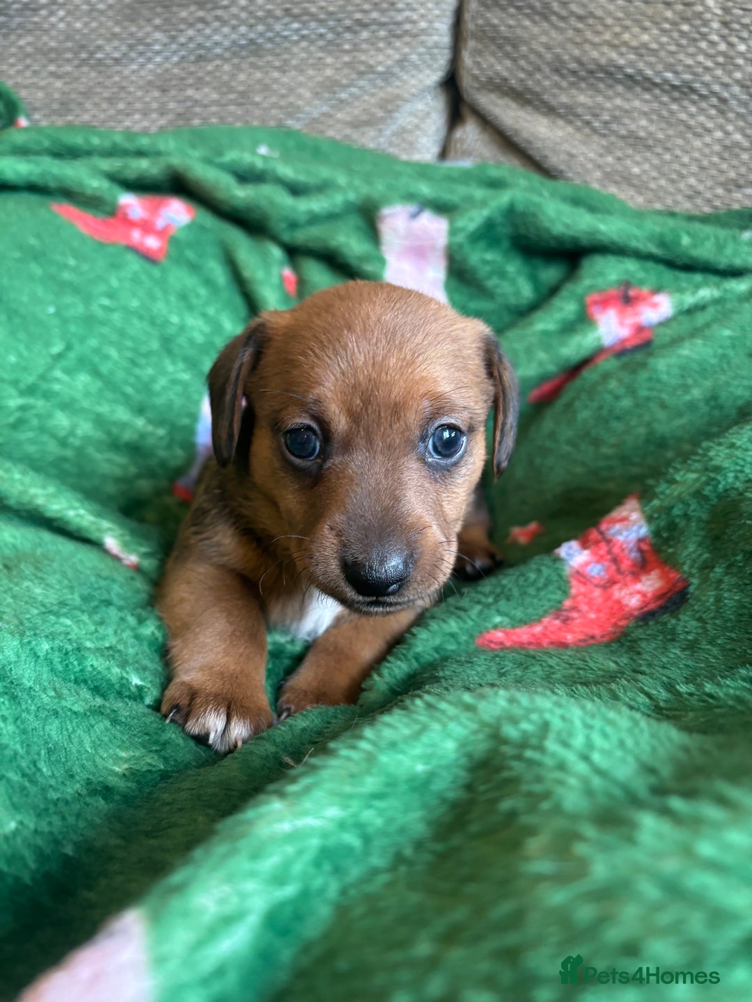 Miniature Dachshund dogs for sale: Dachshund x Jack Russell puppies (Jackshund) - Image 8